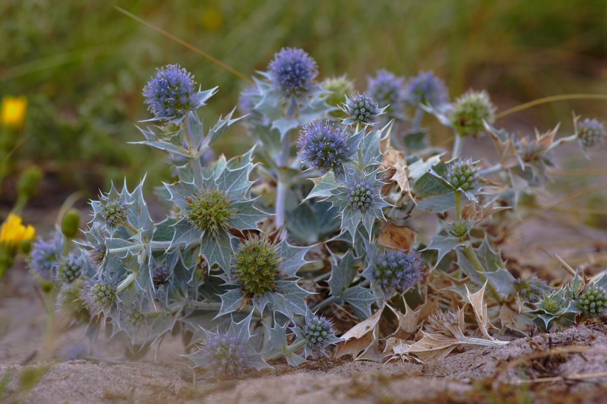 Eryngiummaratium