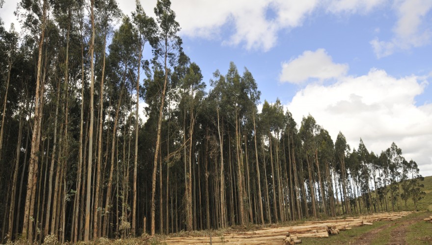 Eucalyptus globulus 2
