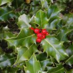 Ilex aquifolium (acivro, acebo)