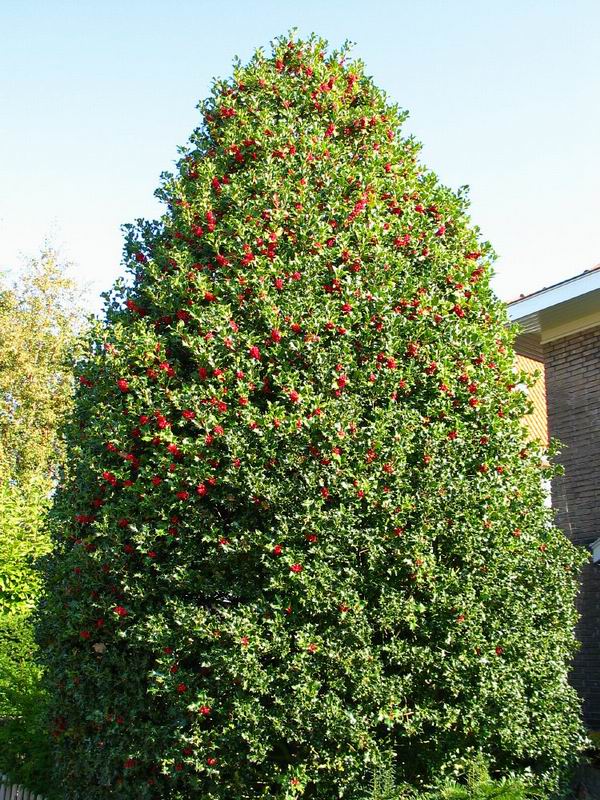 Ilex aquifolium 2