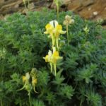 Linaria aguillonensis (paxariños amarelos)