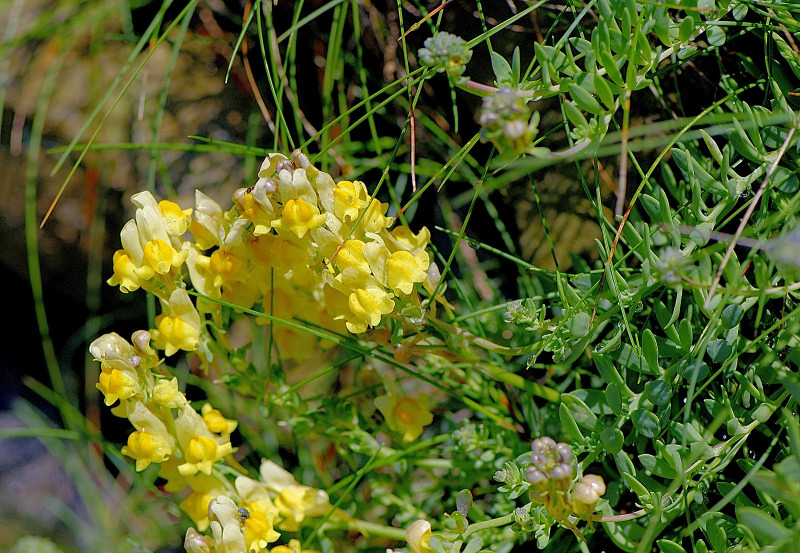 LINARIA AGUILLONENSIS 2