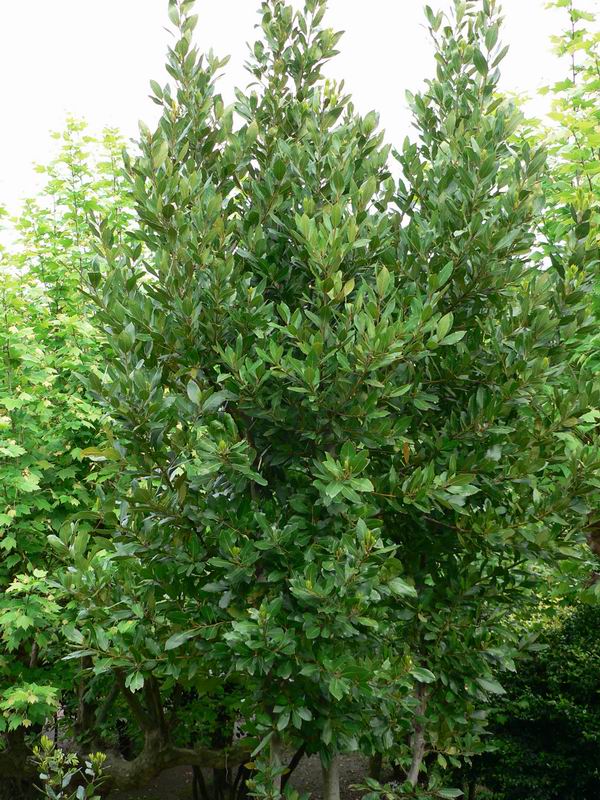 Laurus nobilis 1