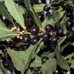 Laurus nobilis (loureiro, laurel)