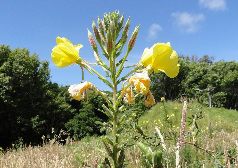 Oenothera_glazioviana 1