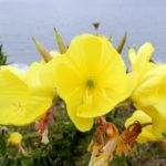 Oenothera glazioviana (herba do asno)