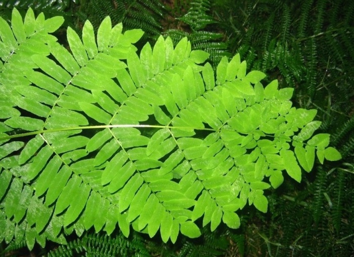 Osmunda Regalis