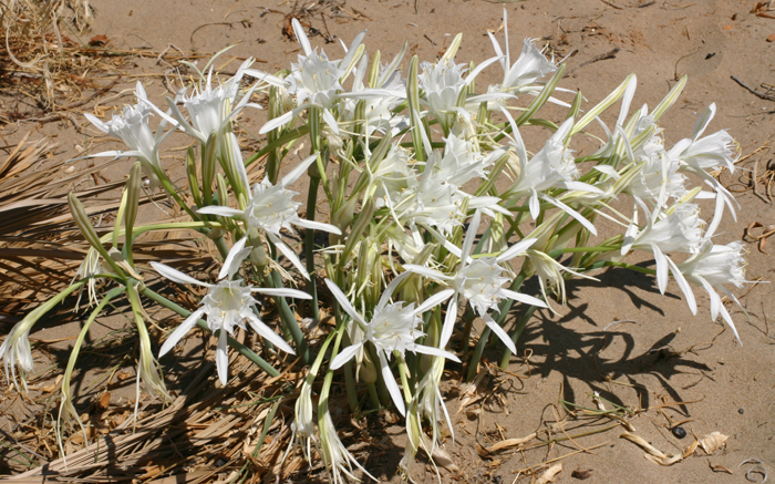 Pancratium_maritimum