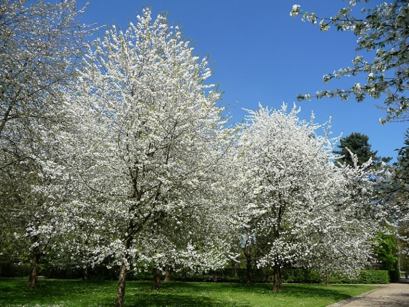 Prunus avium 2