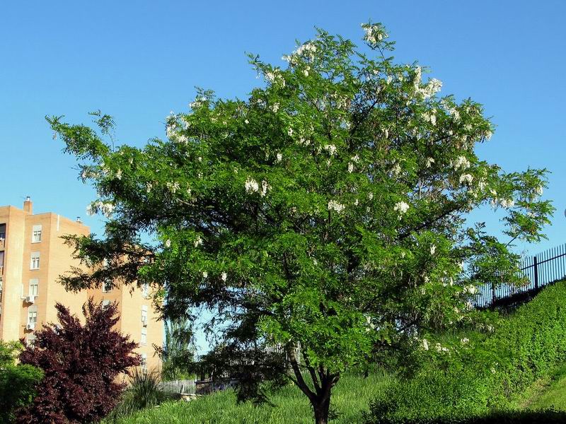 Robinia pseudoacacia 1