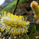 Salix atrocinerea (salgueiro negro)