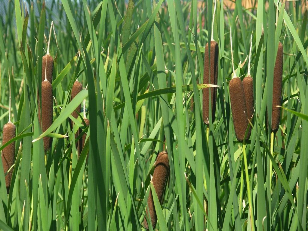 Typha latifolia