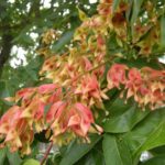 Ailanthus altissima (alianto)