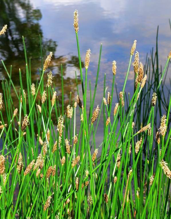 eleocharis palustris