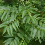 Fraxinus excelsior (freixo)