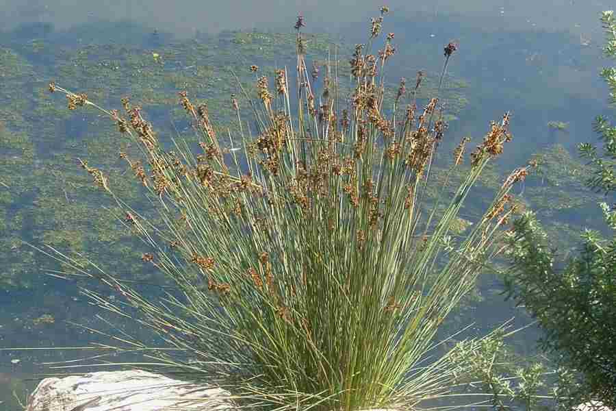 juncus acutus