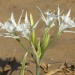 Pancratium maritimum (cebola das gaivotas)