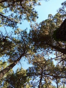 pinus pinaster