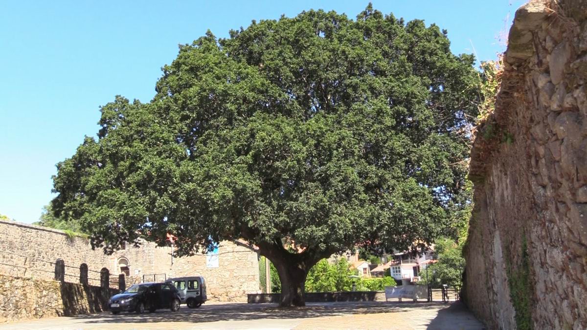 quercus robur