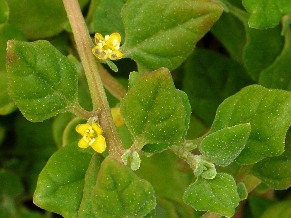 tetragonia-tetragonioides