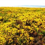 Toxos (Ulex Europeaus)