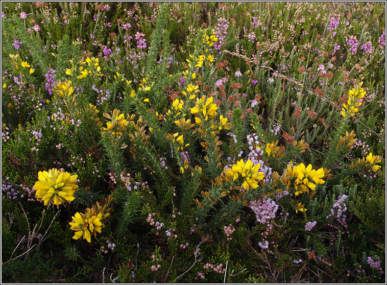 ulex minor